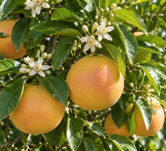 Grapefruit Essential Oil 50 ml Professional Essential Oil for Massage, Soap & Aromatherapy