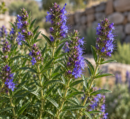 Hyssop 50 ml Professional Essential Oil for Massage, Soap & Aromatherapy