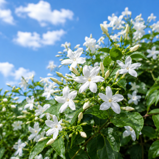 Jasmine Absolute 10 ml | 100 % Pure Natural Essential Oil for Perfume, Skincare & Aromatherapy