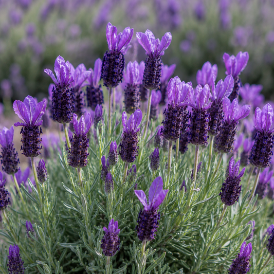 Lavender Hydrolat 100 ml | Floral Water for Skincare, Bath & Body Care