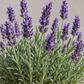 Lavender 50 ml Professional Essential Oil for Massage, Soap & Aromatherapy