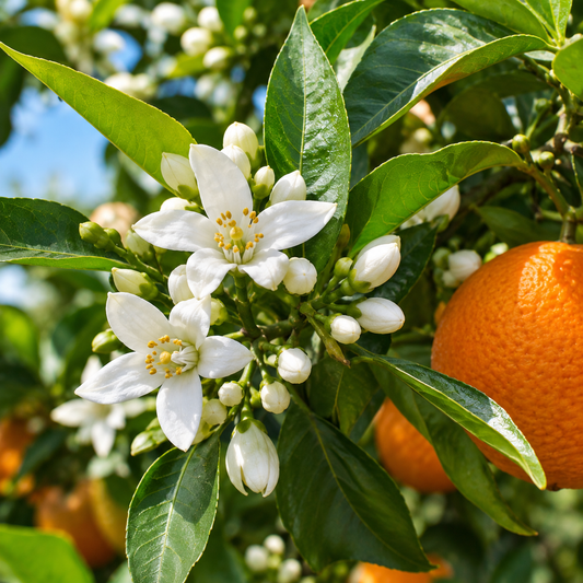 Neroli Essential Oil 50 ml | Pure Natural Bitter Orange Blossom Oil for Perfume, Skincare & Aromatherapy