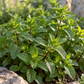 Peppermint 50 ml Professional Essential Oil for Massage, Soap & Aromatherapy