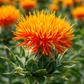 Safflower Petals 1kg - Vibrant Botanicals from Iran
