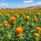 Safflower Petals 1kg - Vibrant Botanicals from Iran