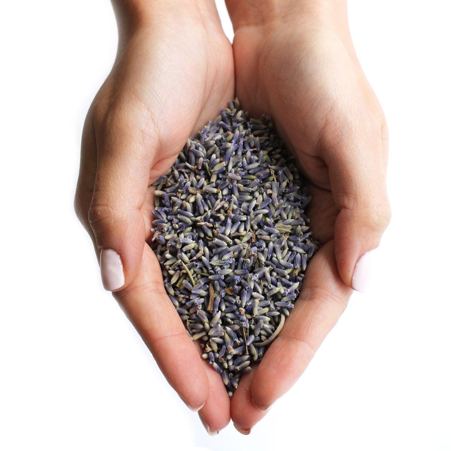 Lavender Flowers 1kg - Premium French Botanicals