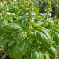 Basil Essential Oil 50 ml Professional Essential Oil for Massage, Soap & Aromatherapy