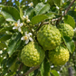 Bergamot (FCF) Essential Oil 50 ml Professional Essential Oil for Massage, Soap & Aromatherapy