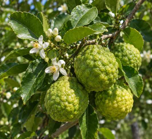 Bergamot (FCF) Essential Oil 50 ml Professional Essential Oil for Massage, Soap & Aromatherapy