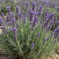 Bulgarian Lavender Essential Oil 50 ml Professional Essential Oil for Massage, Soap & Aromatherapy