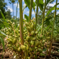 Green Cardamom Grains 1 kg | Natural Botanical Ingredient for Soap & Cosmetics