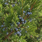 Cedarwood Essential Oil 50 ml Professional Essential Oil for Massage, Soap & Aromatherapy