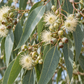 Eucalyptus Essential Oil 50 ml Professional Essential Oil for Massage, Soap & Aromatherapy