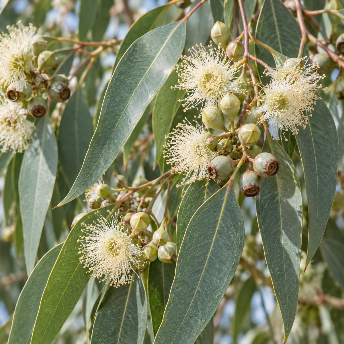 Eucalyptus Essential Oil 50 ml Professional Essential Oil for Massage, Soap & Aromatherapy