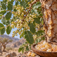 Frankincense (Pure) 50 ml Professional Essential Oil for Massage, Soap &amp; Aromatherapy