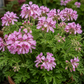 Geranium Hydrolat 100 ml | Floral Water for Skincare & Cosmetics