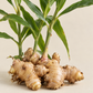 Ginger Essential Oil 50 ml Professional Essential Oil for Massage, Soap & Aromatherapy