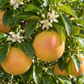 Grapefruit Essential Oil 50 ml Professional Essential Oil for Massage, Soap & Aromatherapy