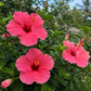 Hibiskus (ganze Blüte) 1 kg