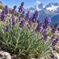High Alpine Lavender 50 ml Professional Essential Oil for Massage, Soap & Aromatherapy