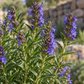 Hyssop 50 ml Professional Essential Oil for Massage, Soap & Aromatherapy