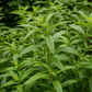 Dried Lemon Verbena Whole Leaves 250 g | Natural Botanical Ingredient for Soap, Bath & Crafts