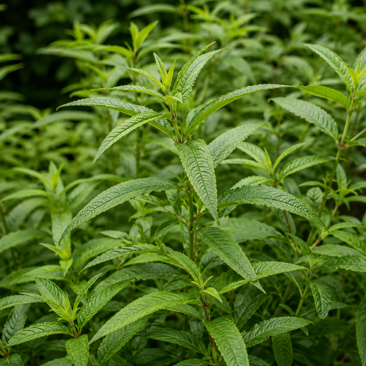 Dried Lemon Verbena Whole Leaves 250 g | Natural Botanical Ingredient for Soap, Bath & Crafts