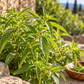 Lemon Verbena 50 ml Professional Essential Oil for Perfume, Soap & Aromatherapy