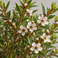 Lemon Tea Tree 50 ml Professional Essential Oil for Massage, Soap & Aromatherapy