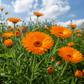 Ringelblumenblüten (0,5 kg)