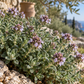 Marjoram Essential Oil 50 ml Professional Essential Oil for Massage, Soap & Aromatherapy