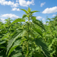 Dried Green Nettle Cut Leaf 1 kg | Natural Botanical Ingredient for Soap, Haircare & Cosmetics