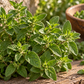 Oregano 50 ml Professional Essential Oil for Massage, Soap & Aromatherapy