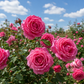 Rosenknospen Rosa (0,5kg)