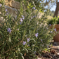 Rosemary 50 ml Professional Essential Oil for Massage, Soap & Aromatherapy