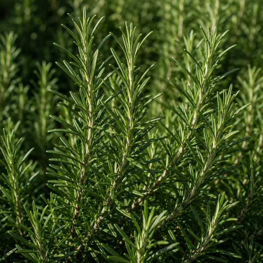 Dried Rosemary Cut 1 kg | Natural Botanical Ingredient for Soap, Haircare & Bath