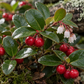 Wintergreen 50 ml Professional Essential Oil for Massage, Soap & Aromatherapy