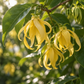 Ylang Ylang 50 ml Professional Essential Oil for Massage, Soap & Aromatherapy